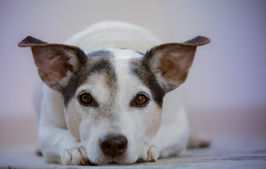 beste glucosamine hond beste glucosamine hond
