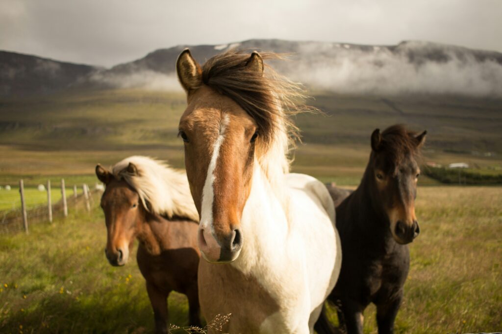 Paarden